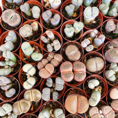 🌵Pluie de Lithops!! 😍
-
A partir de 4,95€
-
Disponible en magasin et eshop!
-
#lithops #lithopslover #lithopscollection #lithopslove #lithopslovers #lithopsflower #lithopsofinstagram #succulents #succulove #succulent #succulovers #succuaddict #succulentgarden #succulentsofinstagram #lafermeauxcactus