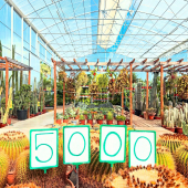 🌵WOOOOOOW❤️
-
Vous êtes maintenant 5000 à nous suivre sur Instagram, nous et notre passion pour les plantes! 
-
Un grand merci à tous 🙏🏻❤️🌴
-
#succulent #succuaddict #succulover #cactus #cactuslover #cactusclub #plant #plantaddict #plantlover #planttherapy #lafermeauxcactus