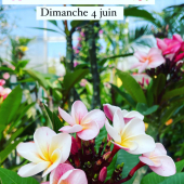 🌸Fête des mères, Dimanche 4 juin 🌼
-
(Noms par ordre de photos) 
1. Frangipanier
2. Hibiscus 
3. Medinilla
4. Hortensias
5. Orchidées
6. Rose du désert 
7. Alstroemeria 
8. Cactus fleuries
-
📭 ferme aux cactus 
605 RD 559
83320 Carqueiranne 
-
#fetedesmeres #happymothersday #flower #flowers #flowerpower #flowerstagram #flowerphotography #frangipaniers #plumeriaflower #medinillamagnifica #adeniumlover #hortensia #orchidee #cactus