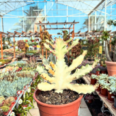 🌵Ils sont de retour! 👻
-
Retrouvez les Euphorbias lactea white ghost en magasin et eshop!
-
À partir de 69,95€ 
-
#euphorbia #euphorbialactea #euphorbiawhiteghost #succulents #succulentaddict #succulentlover #succulentvariegated #raresucculents #cactus #lafermeauxcactus
